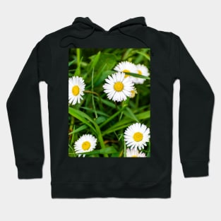 Daisies, spring flowers full of tenderness and beauty Hoodie